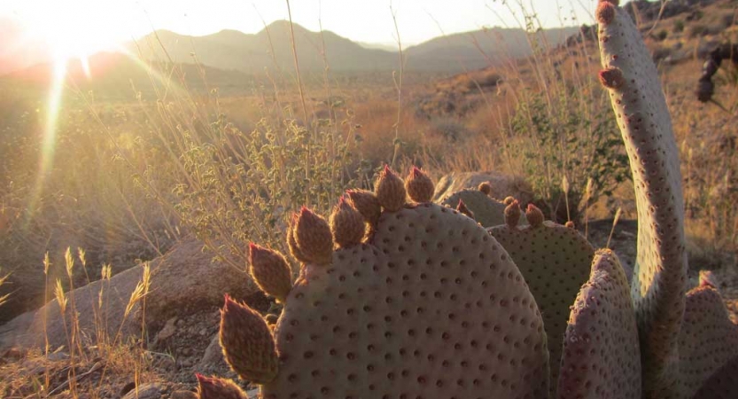 joshua tree outdoor program